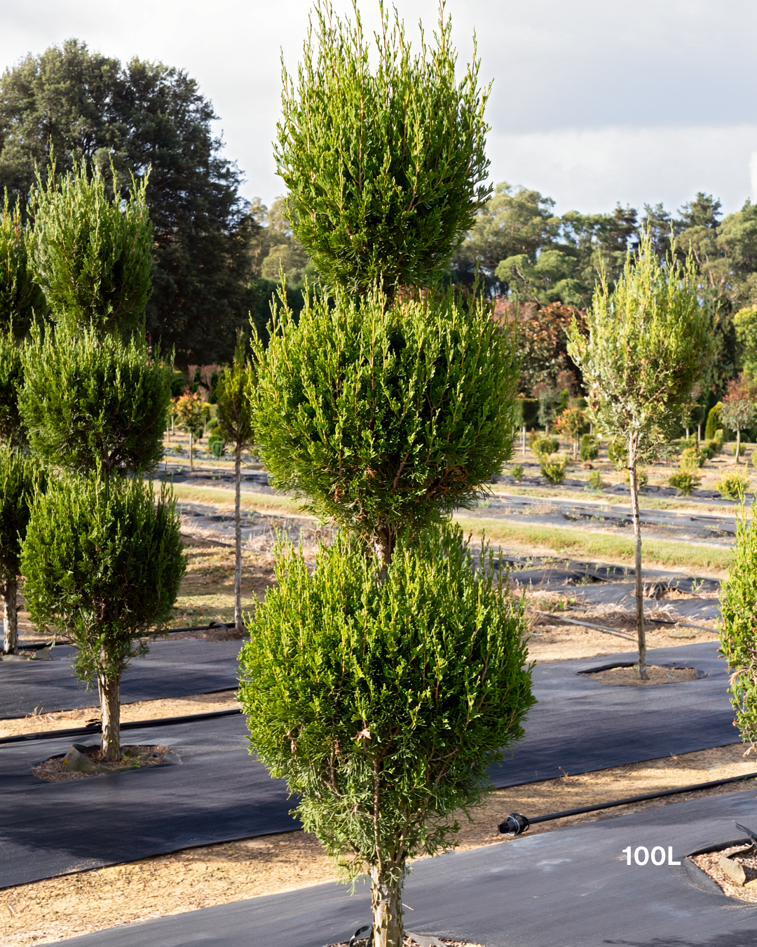 Juniperus chinensis 'Spartan' - Topiary Forms