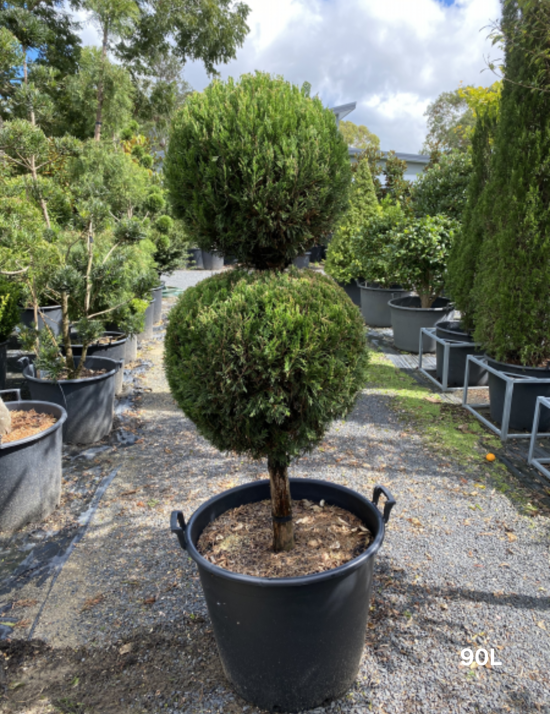 Juniperus chinensis 'Spartan' Double Ball Form - Evergreen Trees Direct