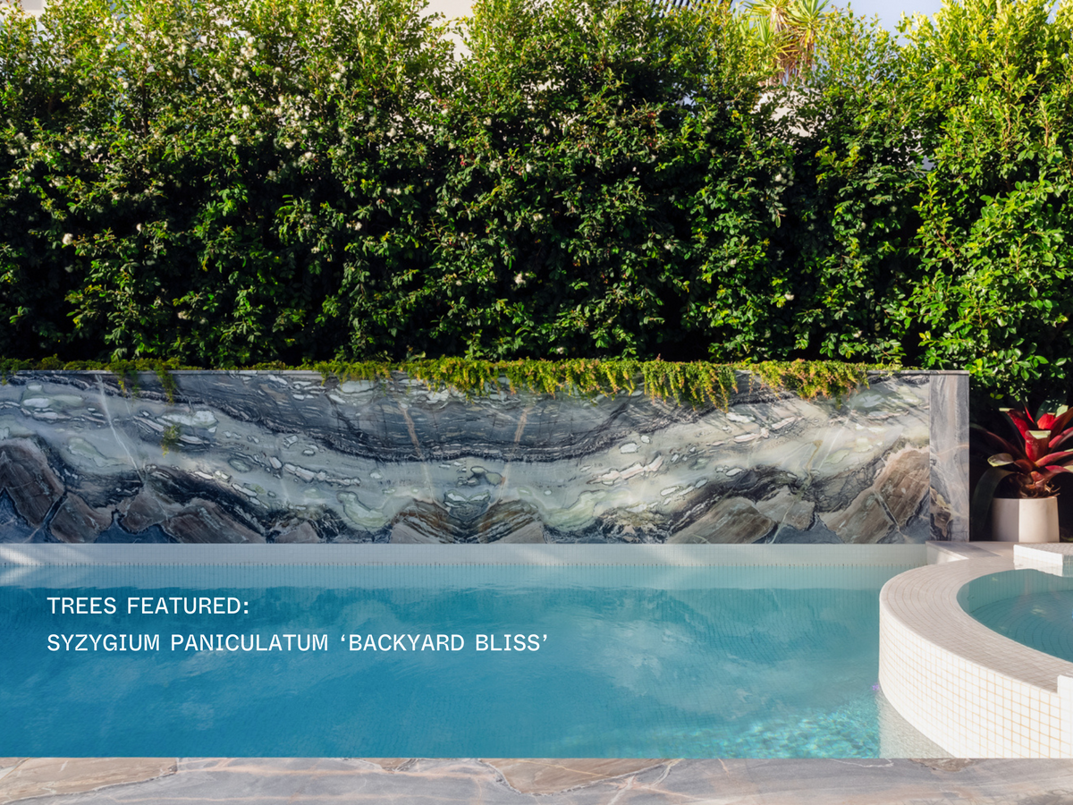 Best Trees to Plant Poolside: 13 Tropical Picks for a Resort Vibe ...