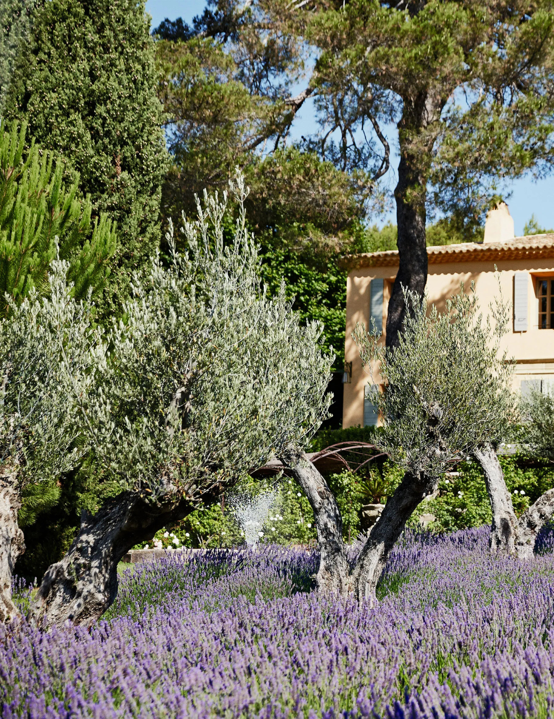 Olea europaea - Olive Tree (Ex Ground) - Evergreen Trees Direct