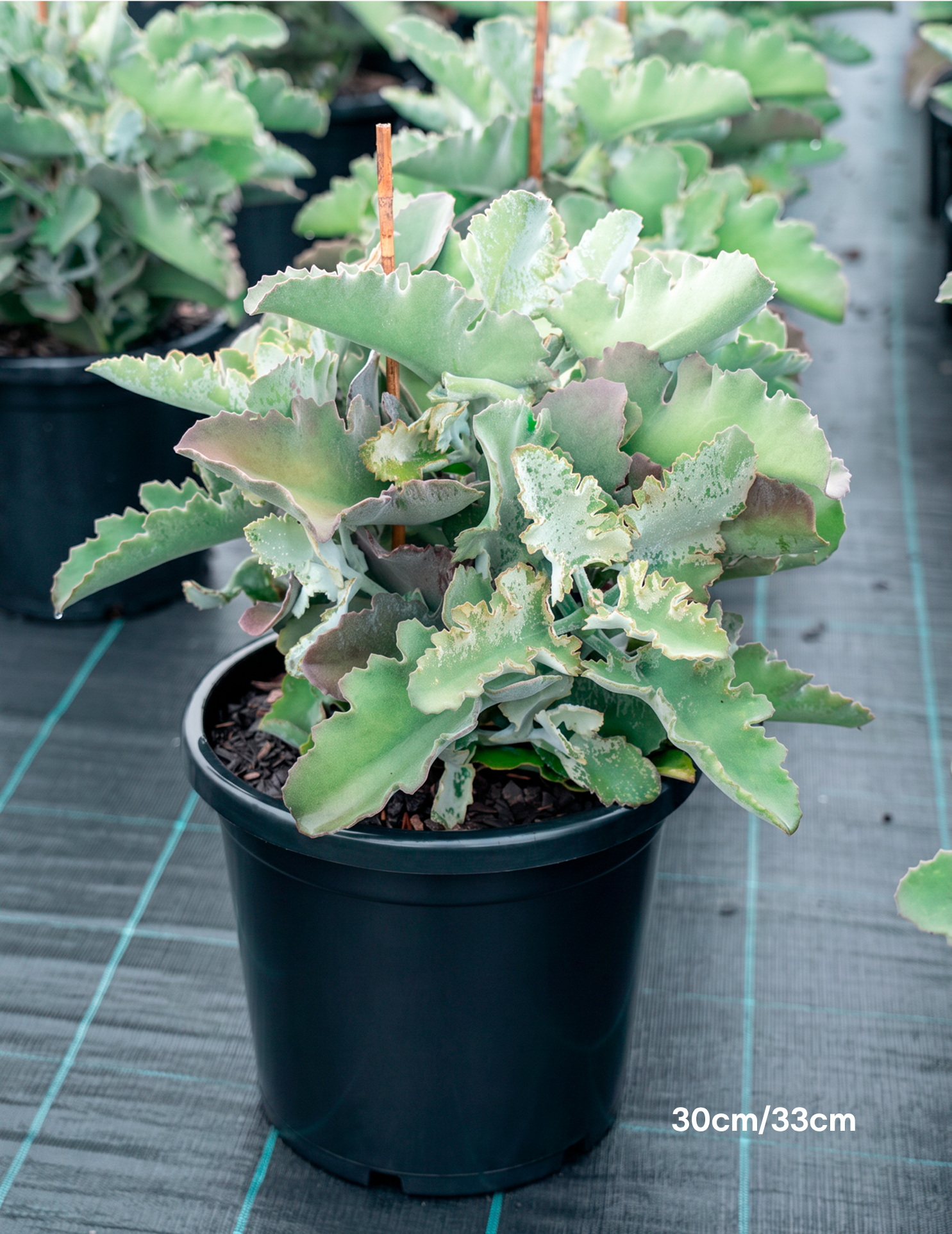 Kalanchoe beharensis – Felt Bush