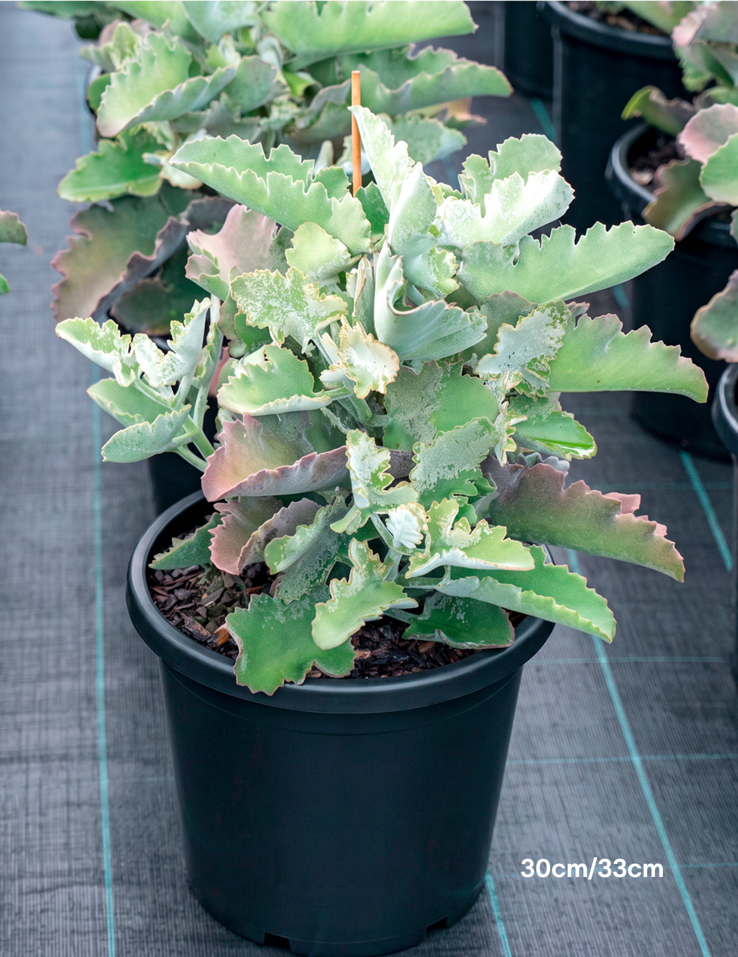 Kalanchoe beharensis – Felt Bush
