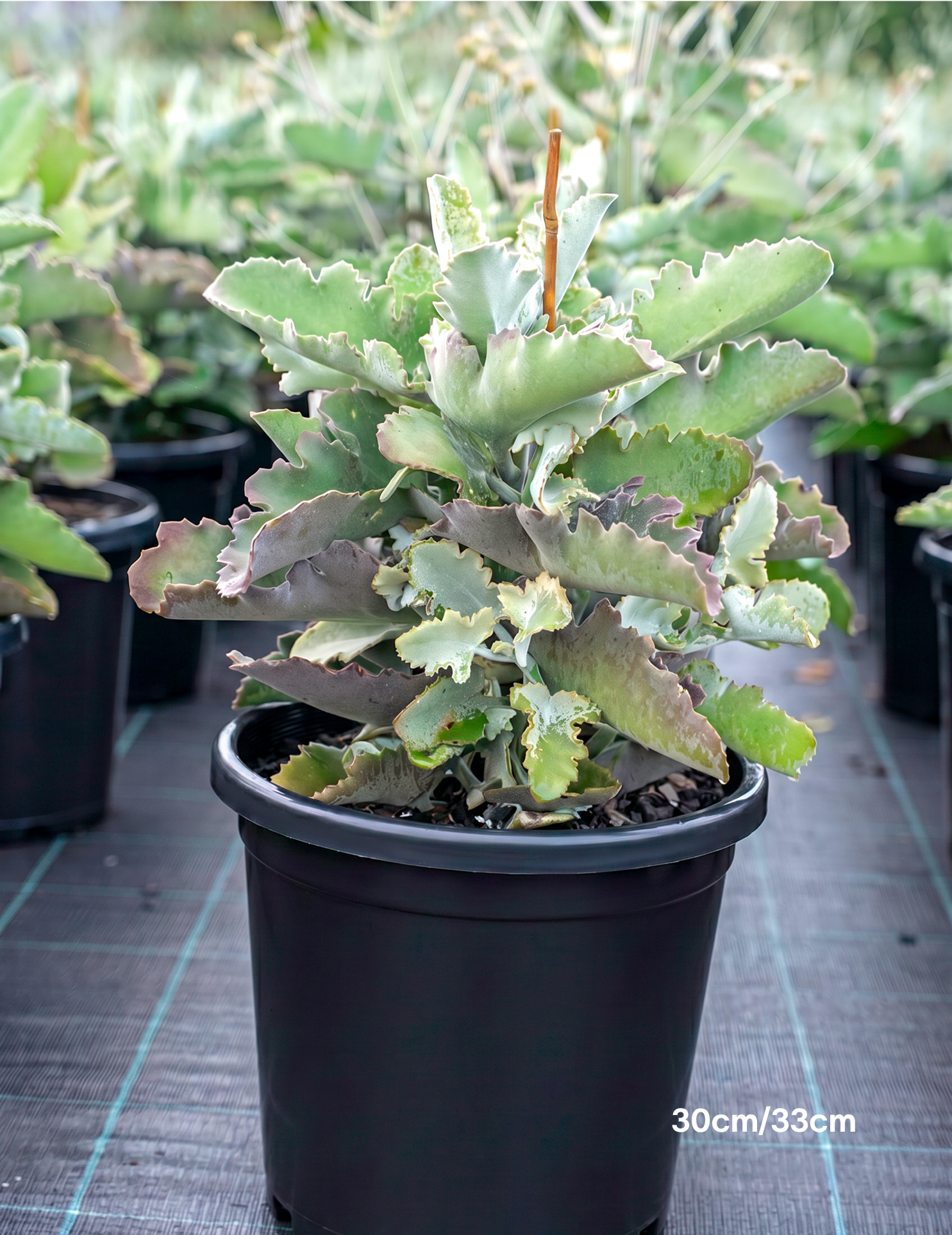Kalanchoe beharensis – Felt Bush