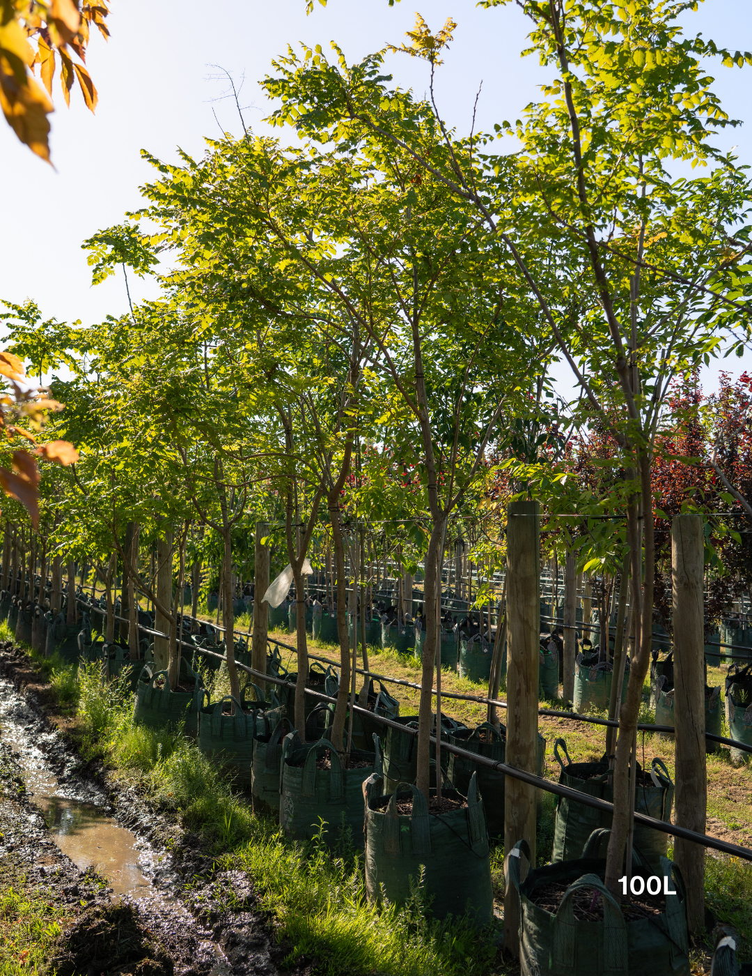 Koelreuteria paniculata - Evergreen Trees Direct