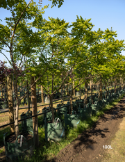 Koelreuteria paniculata - Evergreen Trees Direct