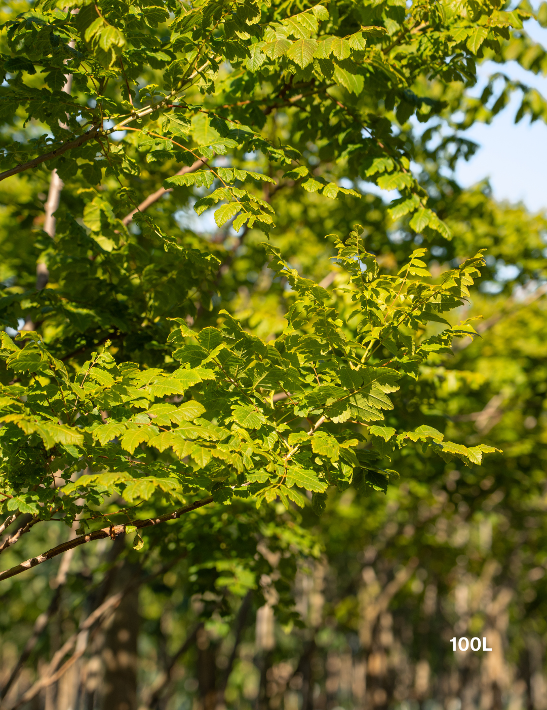 Koelreuteria paniculata - Evergreen Trees Direct