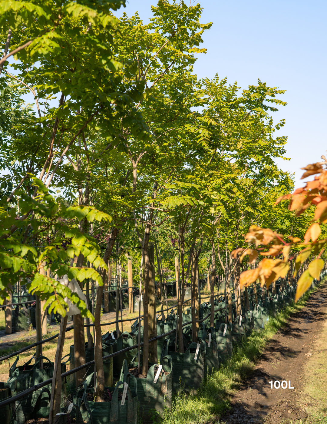 Koelreuteria paniculata - Evergreen Trees Direct