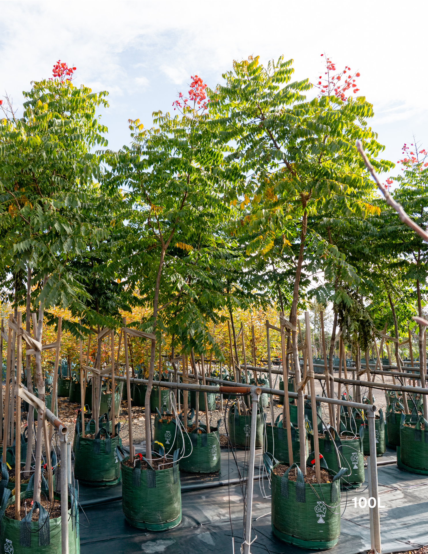 Koelreuteria bipinnata Chinese Flame Tree