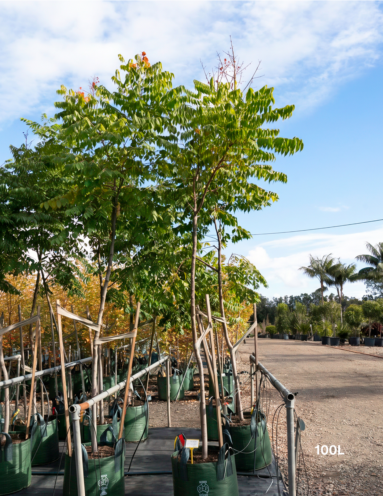 Koelreuteria bipinnata Chinese Flame Tree