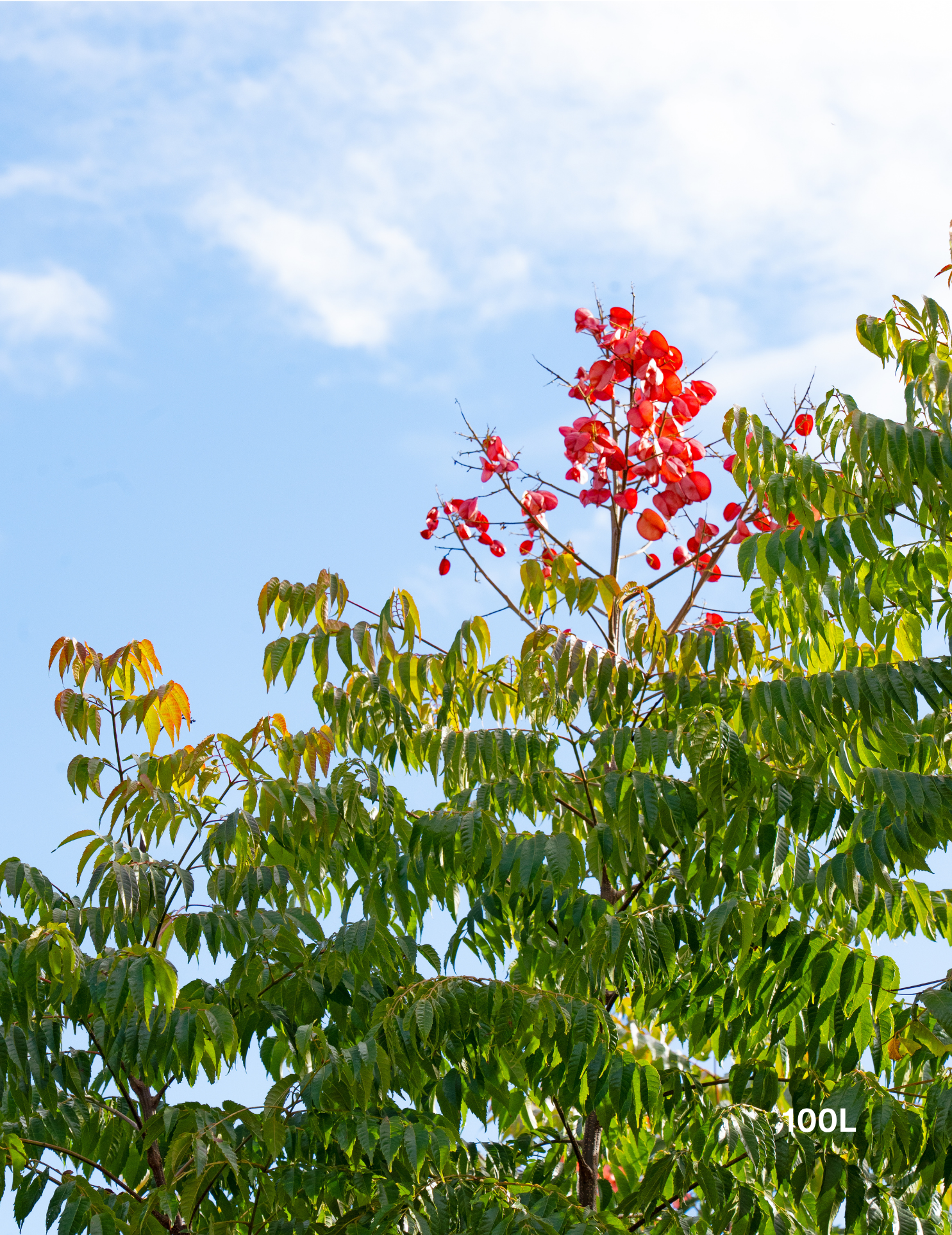 Koelreuteria bipinnata Chinese Flame Tree