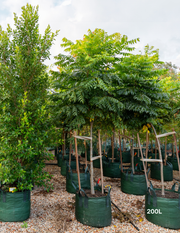 Koelreuteria bipinnata Chinese Flame Tree