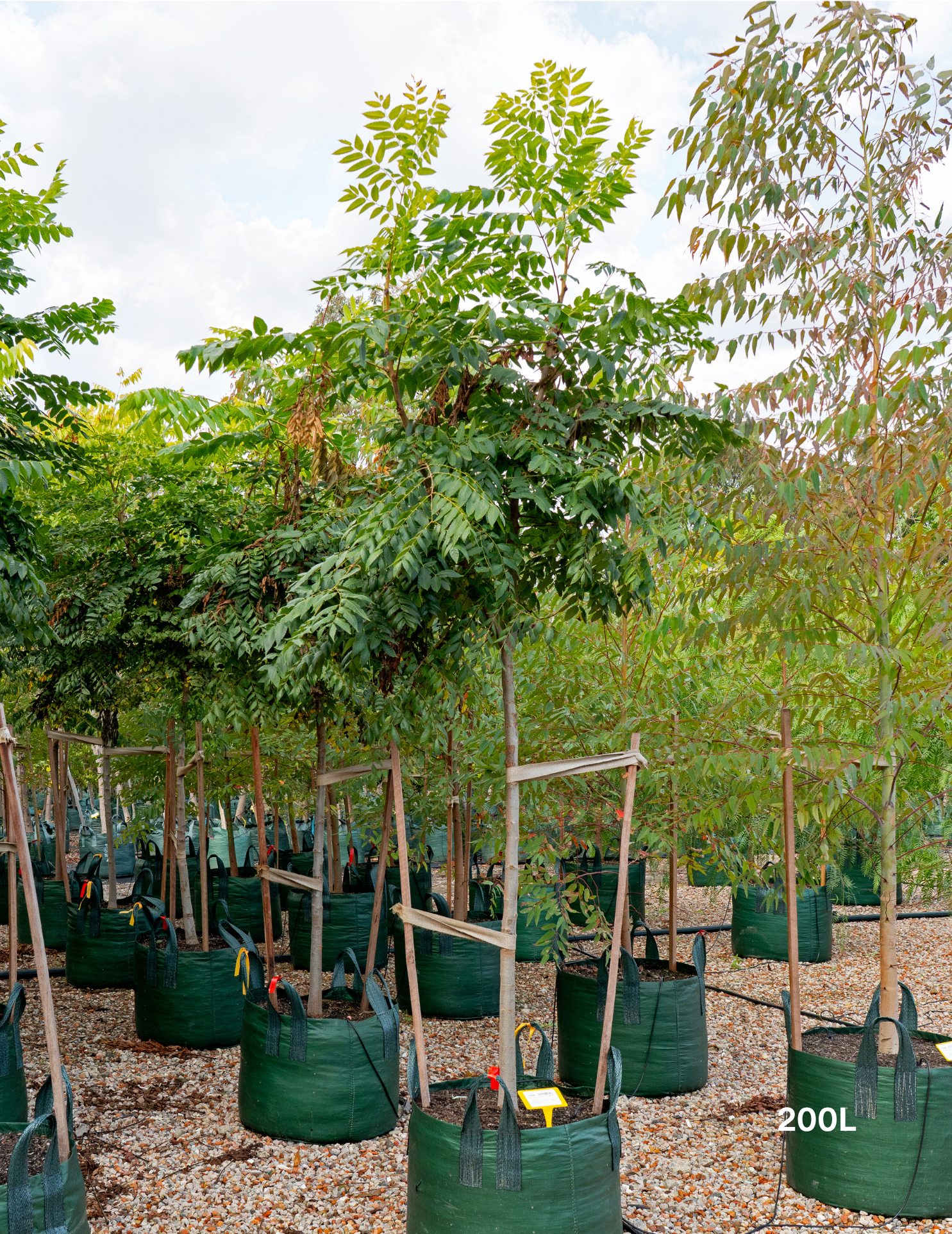 Koelreuteria bipinnata Chinese Flame Tree