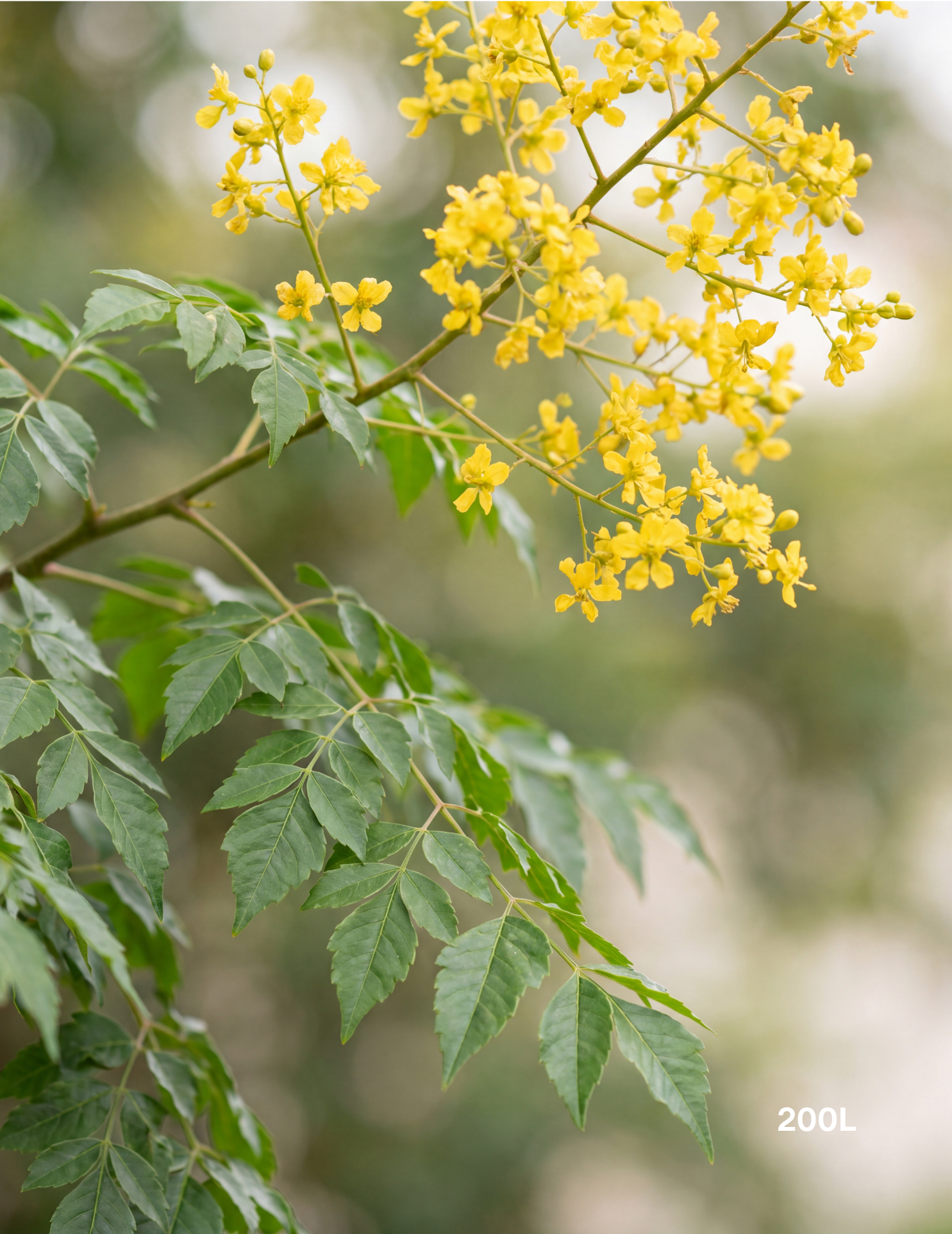 Koelreuteria bipinnata Chinese Flame Tree