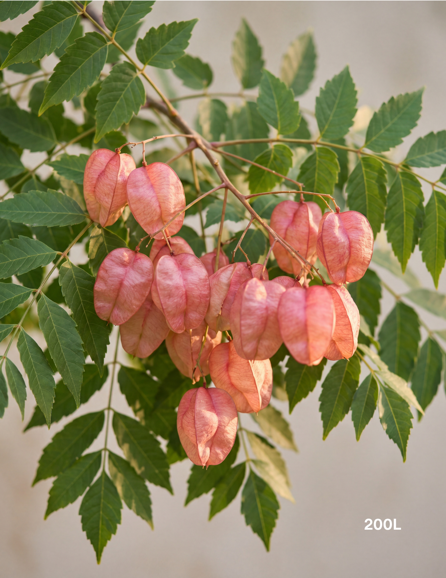 Koelreuteria bipinnata Chinese Flame Tree