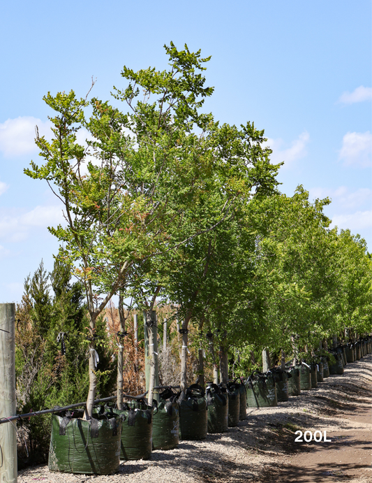 Koelreuteria paniculata