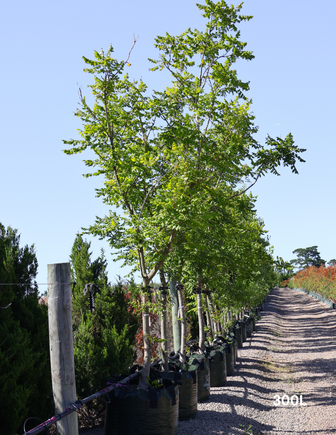 Koelreuteria paniculata - Evergreen Trees Direct