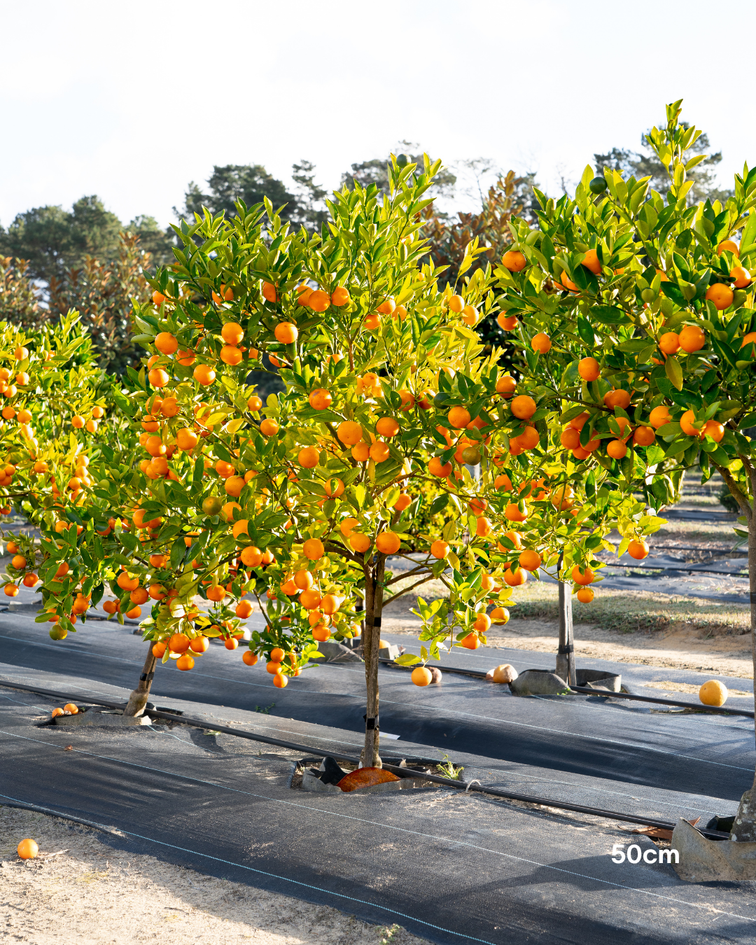 Calamondin Cumquat – Calamondin Citrus Tree