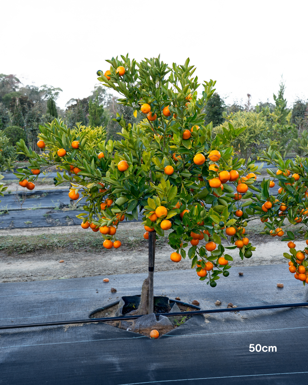Calamondin Cumquat – Calamondin Citrus Tree