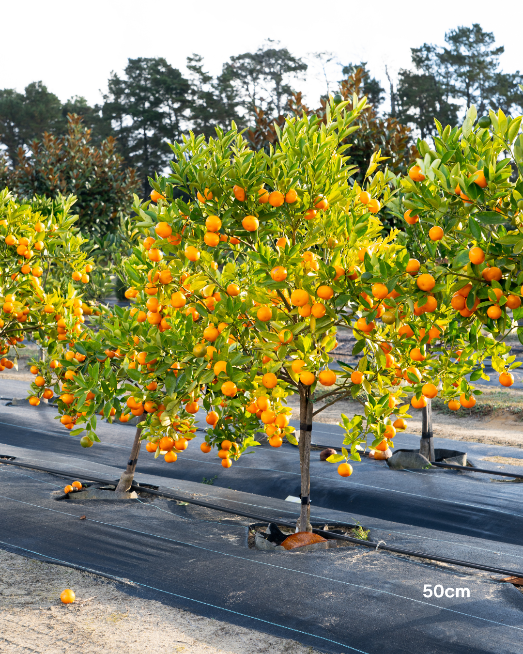 Calamondin