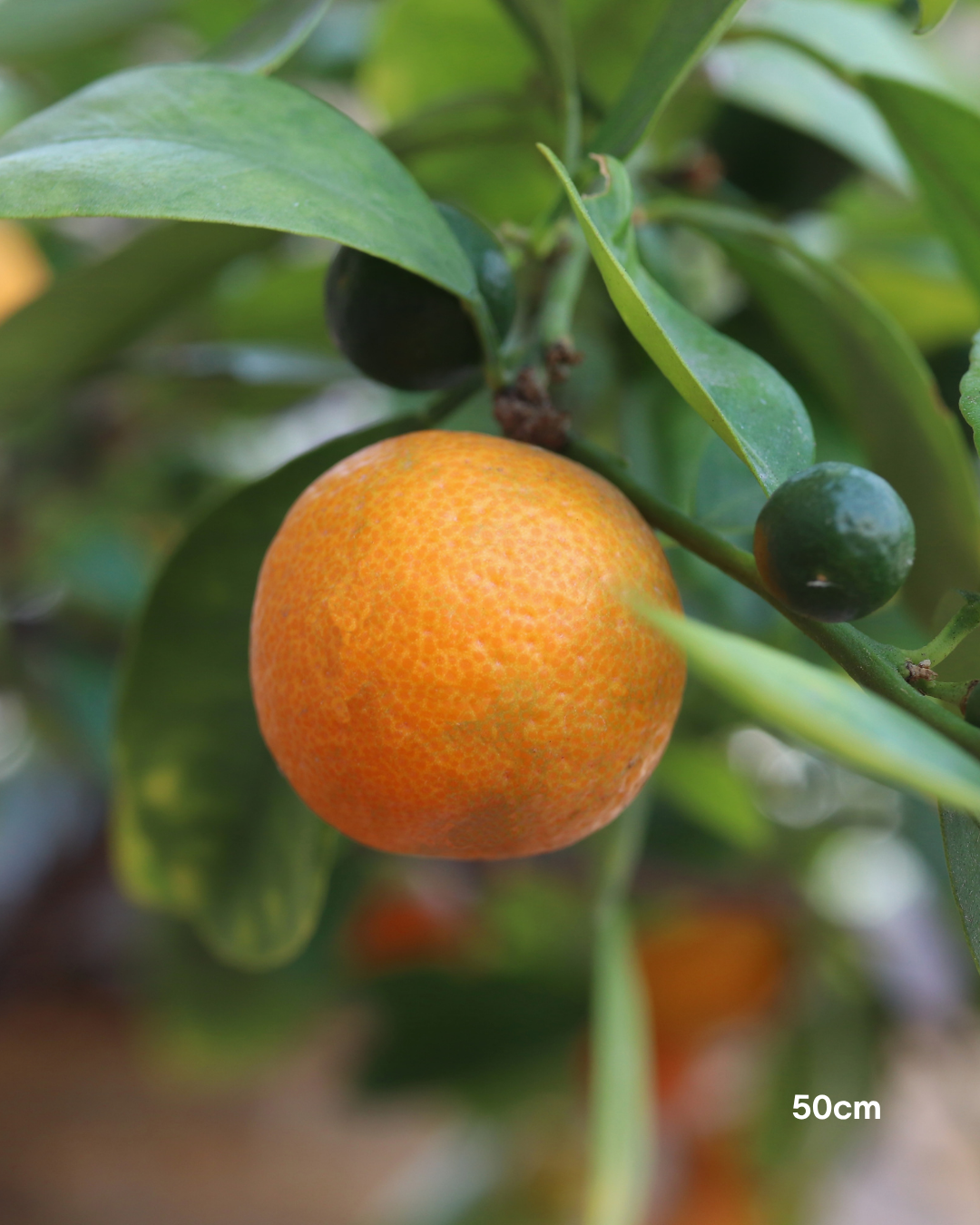 Calamondin Cumquat – Calamondin Citrus Tree