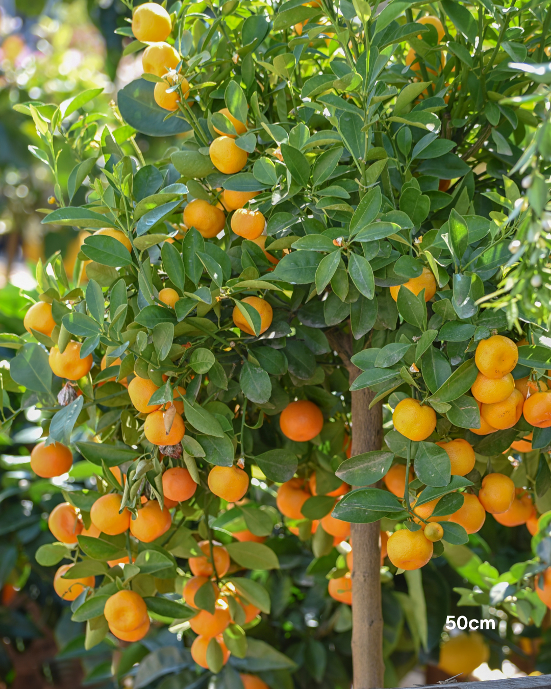 Calamondin Cumquat – Calamondin Citrus Tree