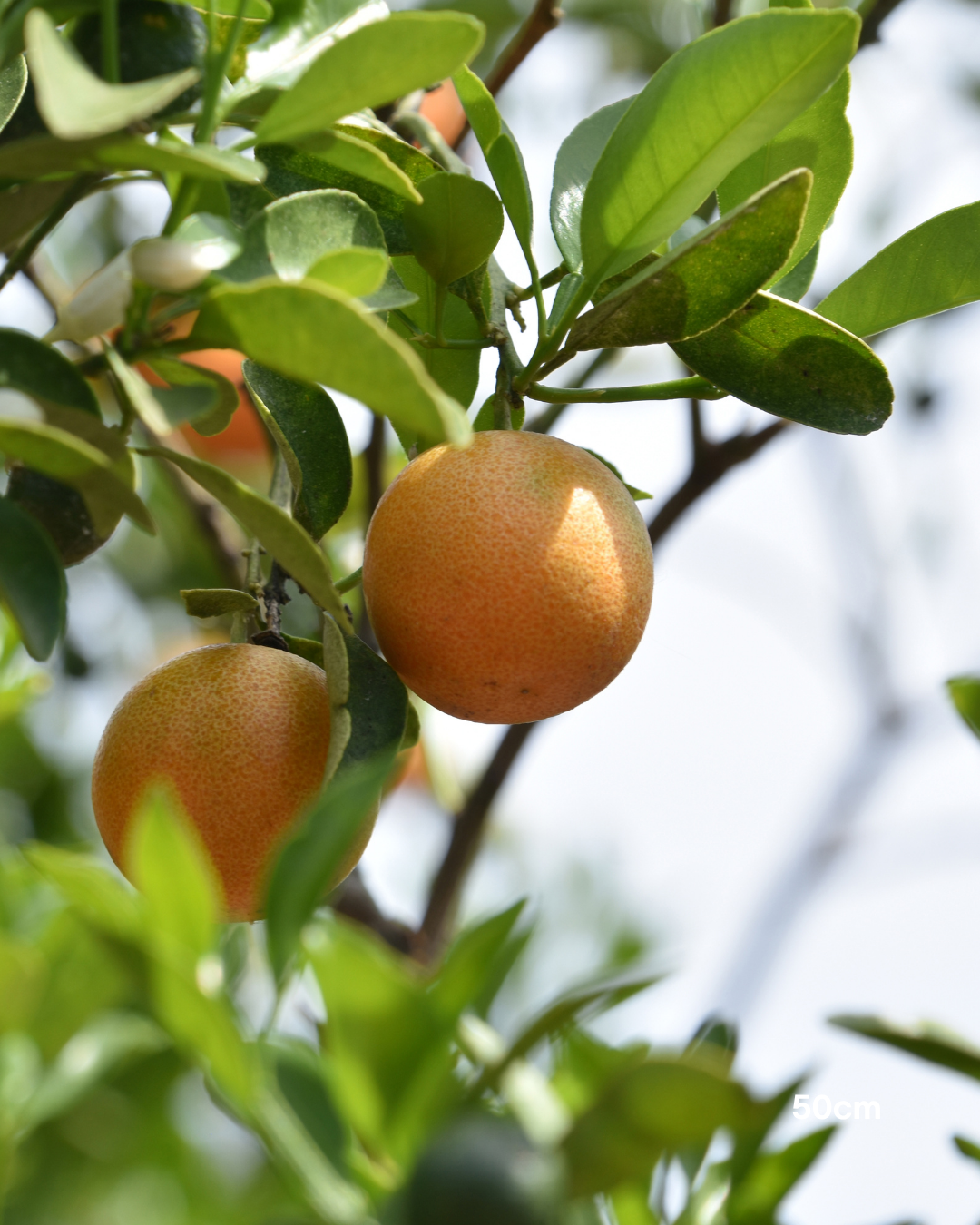 Calamondin Cumquat – Calamondin Citrus Tree