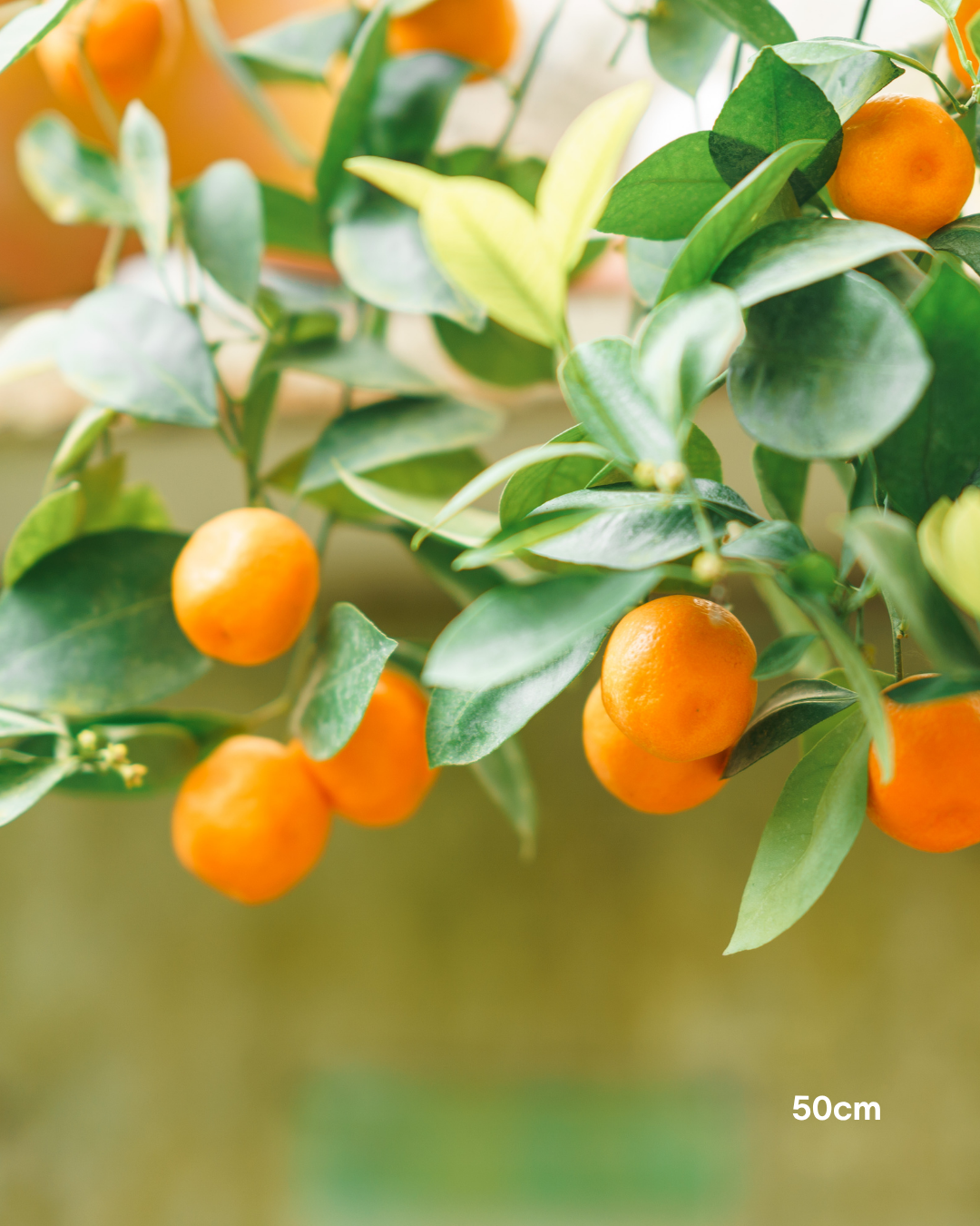 Calamondin Cumquat – Calamondin Citrus Tree
