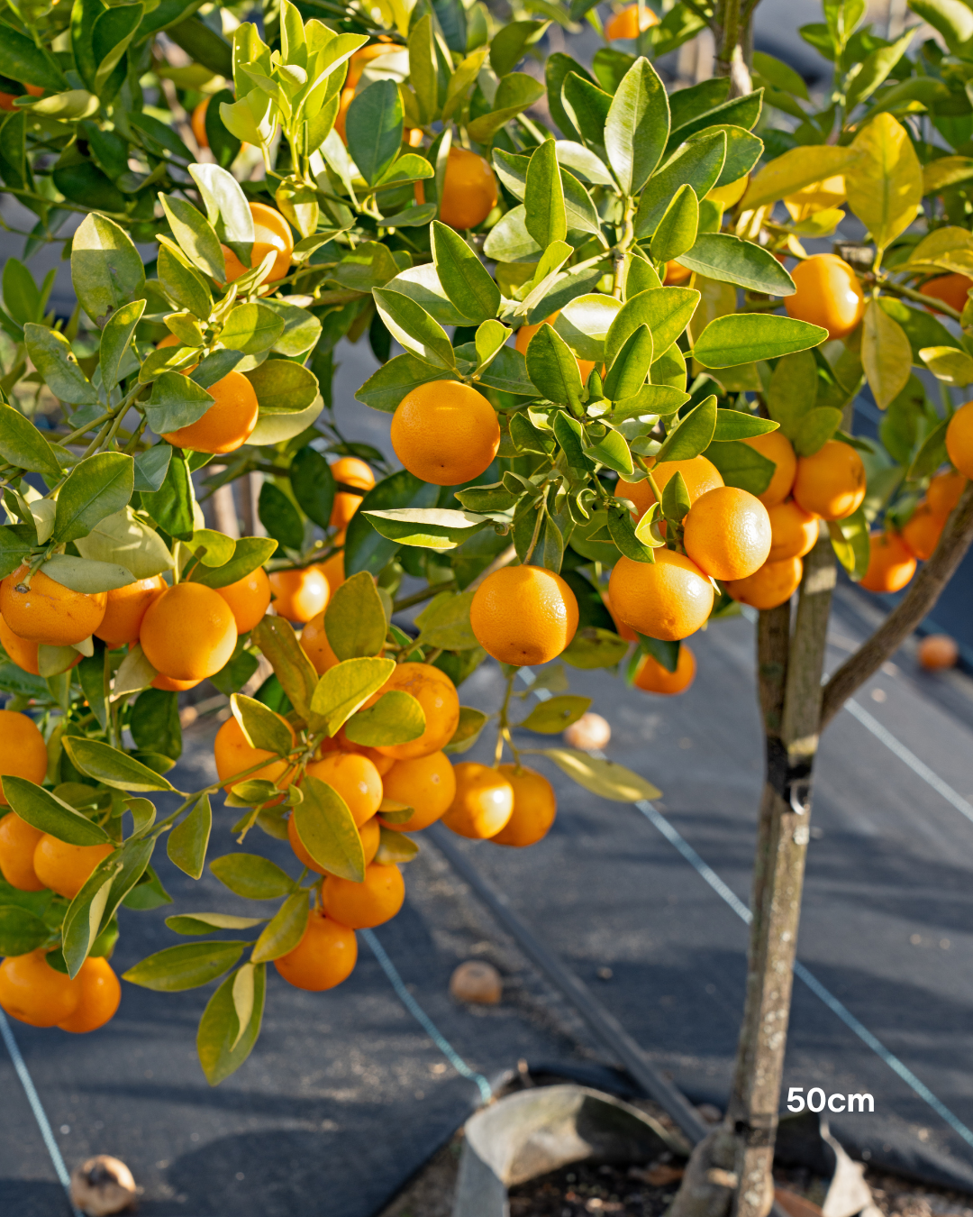Calamondin Cumquat – Calamondin Citrus Tree