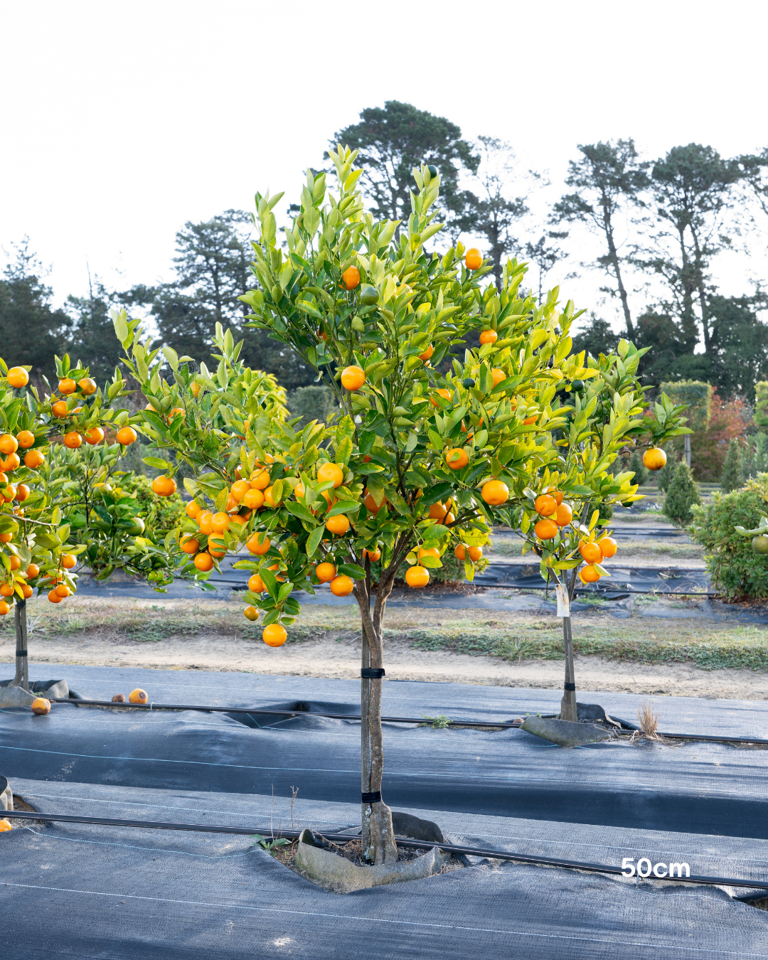 Calamondin Cumquat – Calamondin Citrus Tree