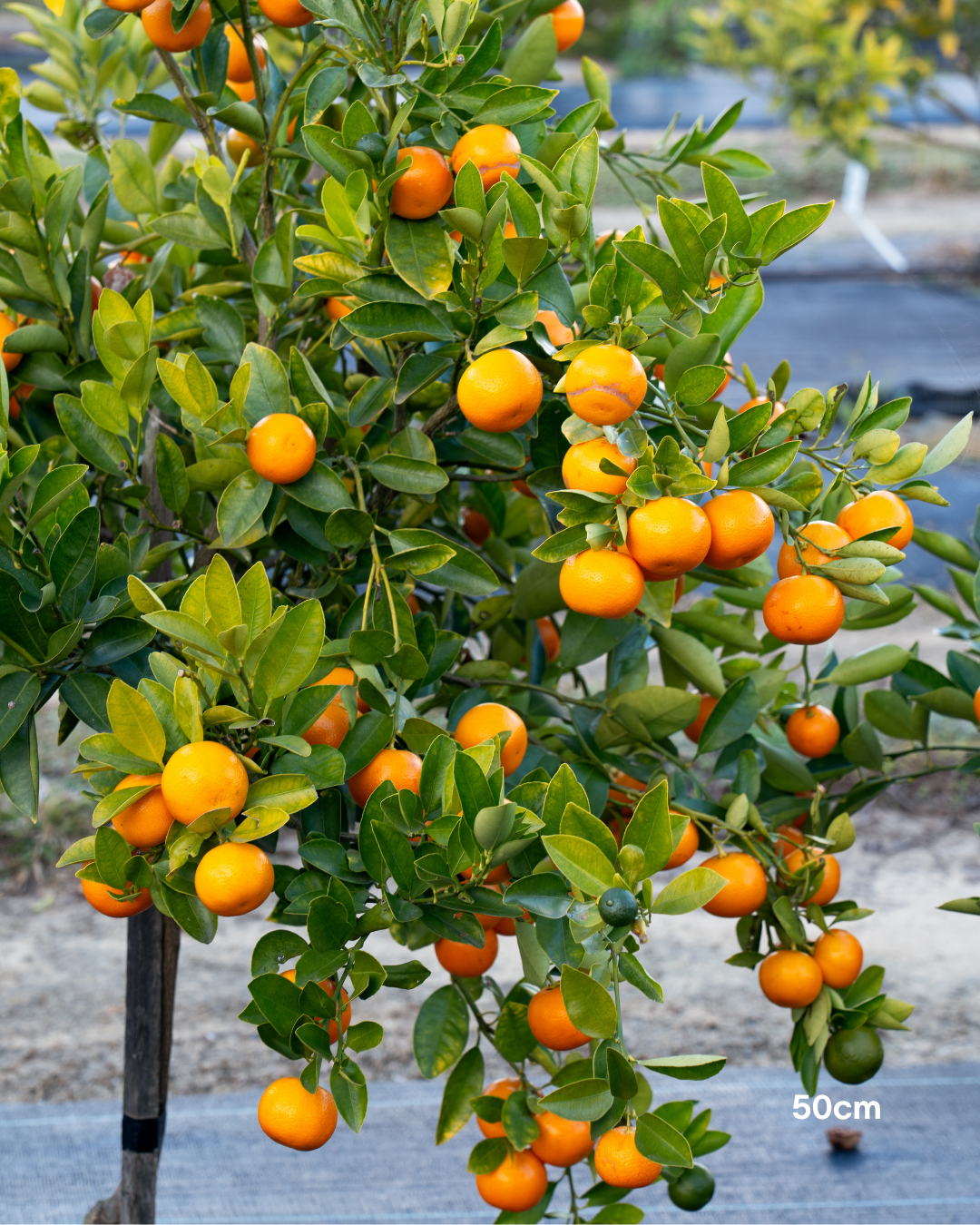 Calamondin Cumquat – Calamondin Citrus Tree