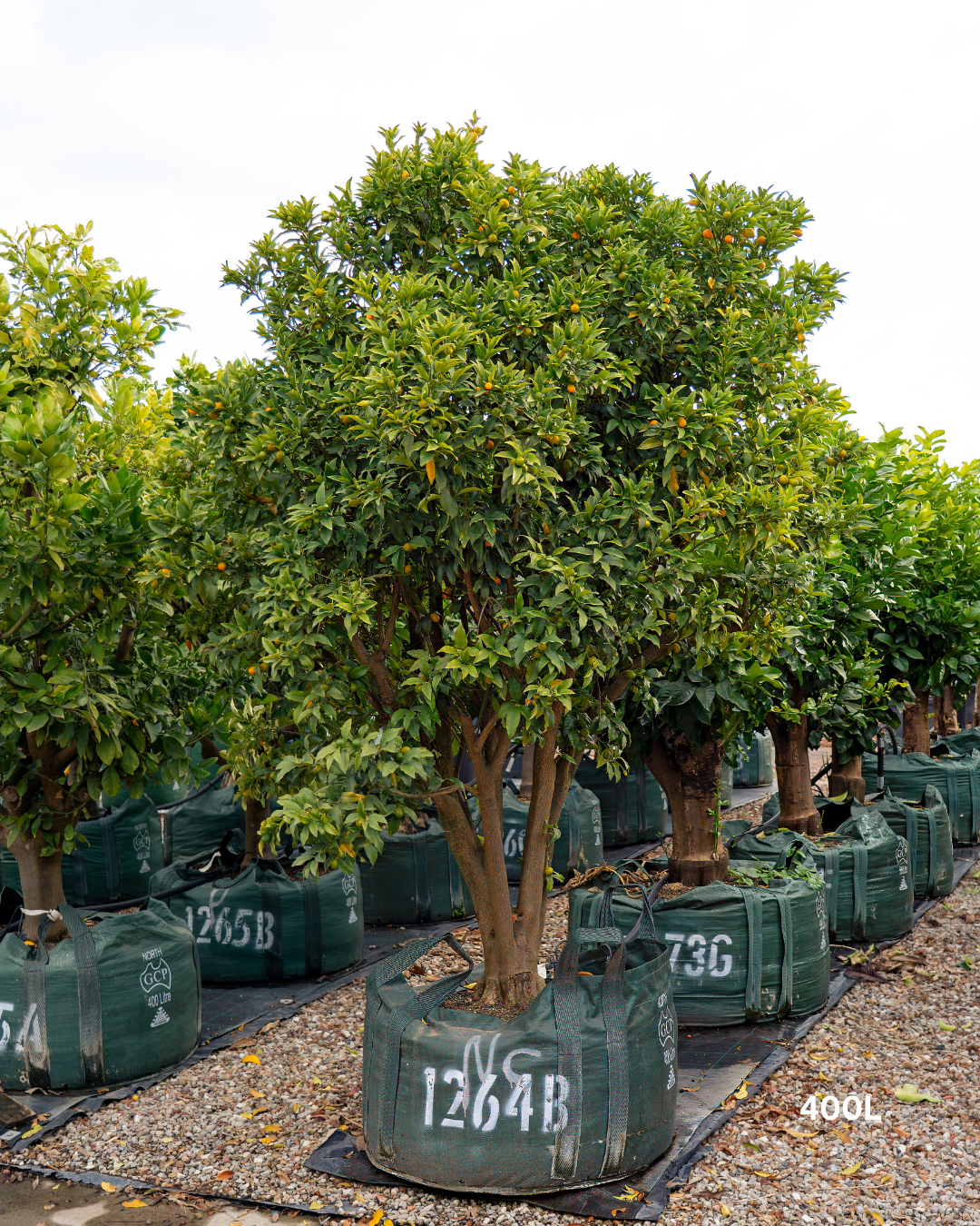 Citrus japonica 'Nagami' – Nagami Kumquat