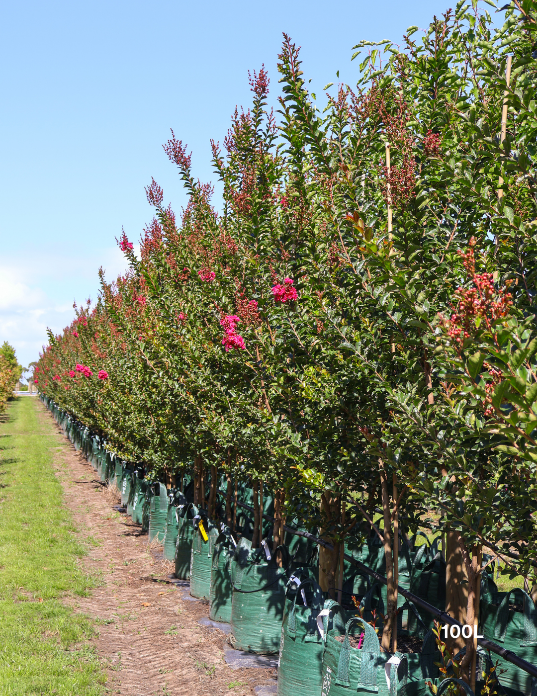 Lagerstroemia indica 'Tuscarora' - Dark Pink Crepe Myrtle - Evergreen Trees Direct