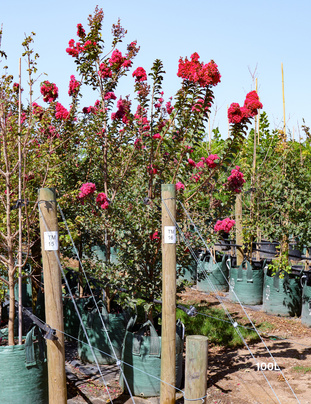 Lagerstroemia indica 'Tuscarora' - Dark Pink Crepe Myrtle - Evergreen Trees Direct
