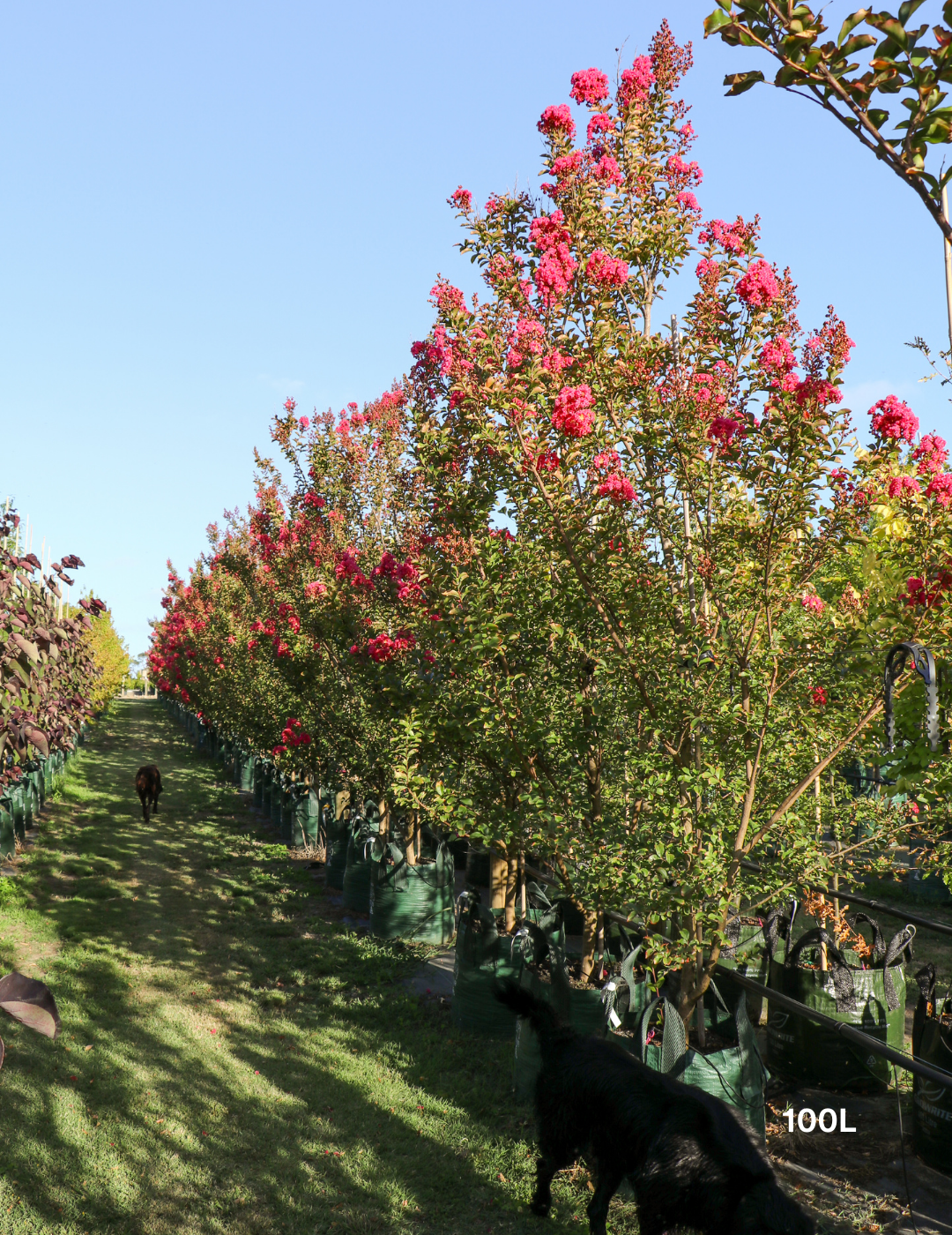 Lagerstroemia indica 'Tuscarora' - Dark Pink Crepe Myrtle - Evergreen Trees Direct