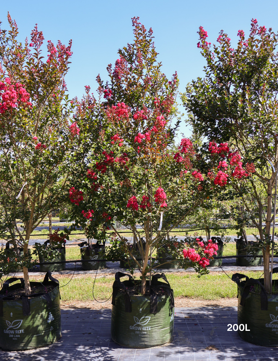 Lagerstroemia indica 'Tuscarora' - Dark Pink Crepe Myrtle - Evergreen Trees Direct