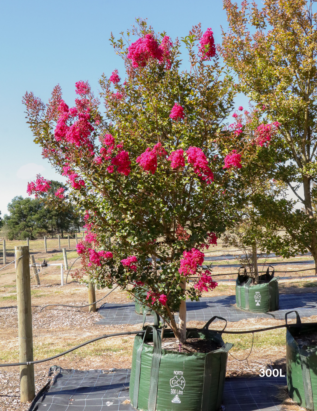 Lagerstroemia indica 'Tuscarora' - Dark Pink Crepe Myrtle - Evergreen Trees Direct