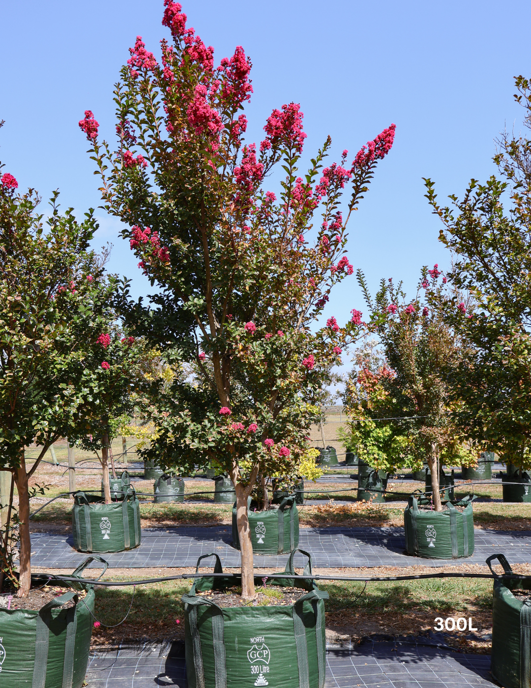 Lagerstroemia indica 'Tuscarora' - Dark Pink Crepe Myrtle - Evergreen Trees Direct