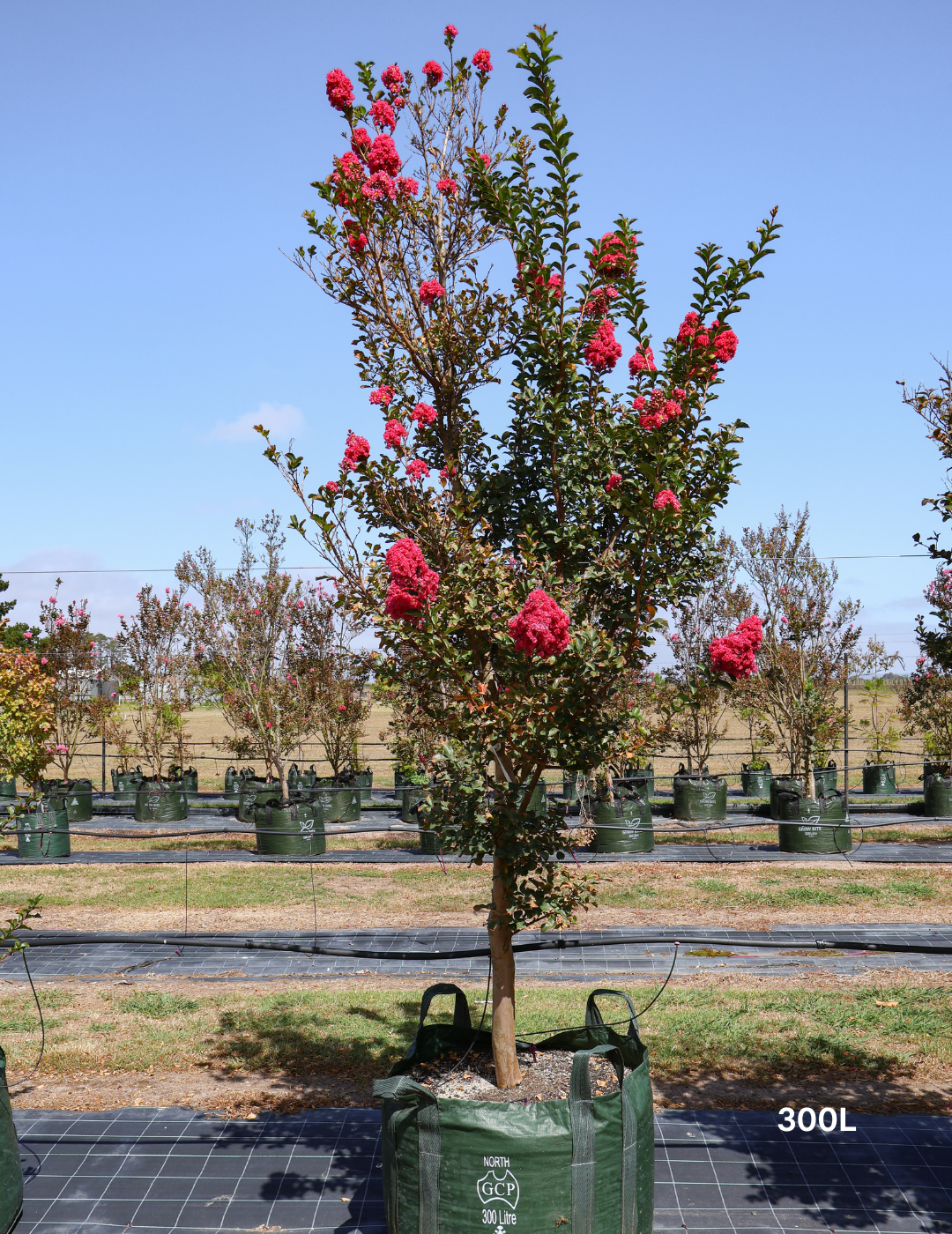 Lagerstroemia indica 'Tuscarora' - Dark Pink Crepe Myrtle - Evergreen Trees Direct