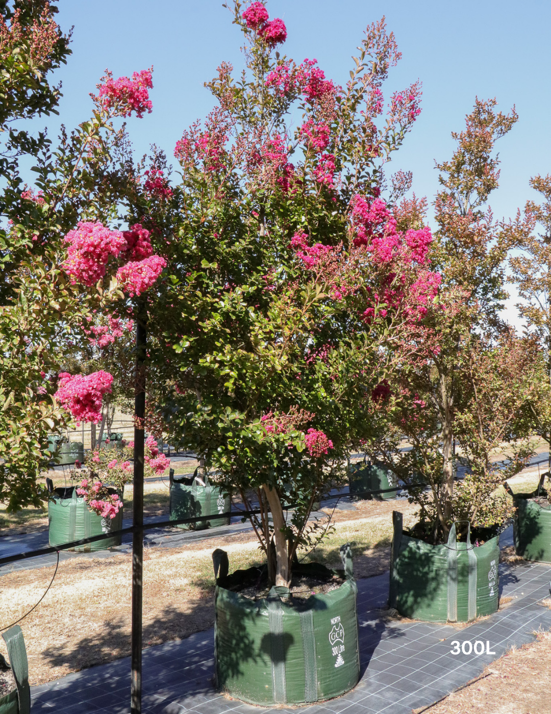 Lagerstroemia indica 'Tuscarora' - Dark Pink Crepe Myrtle - Evergreen Trees Direct