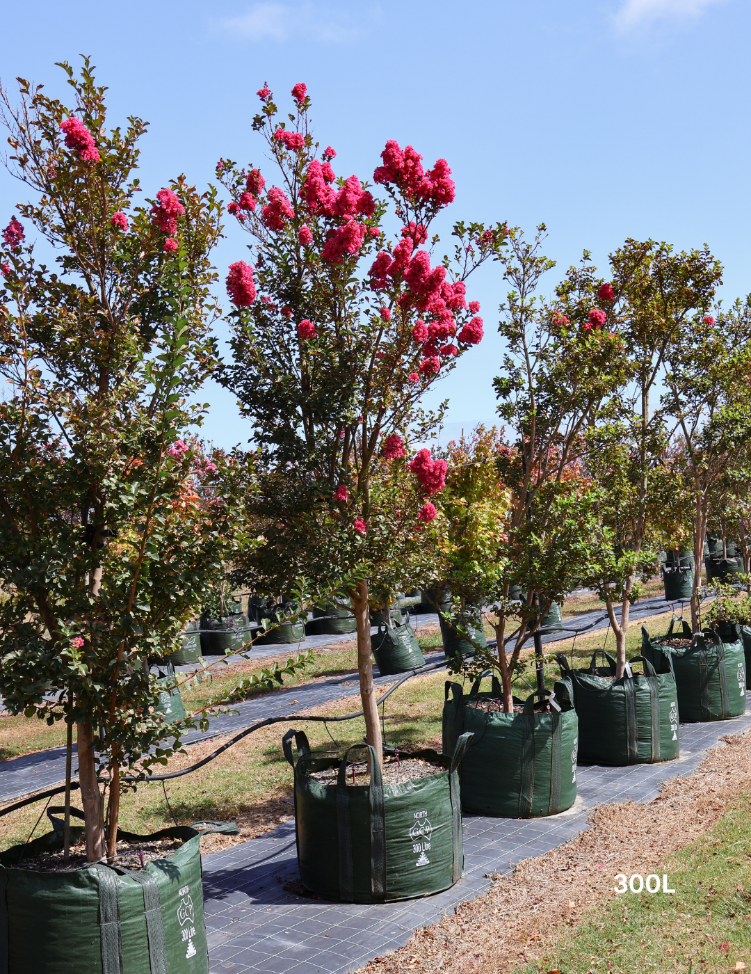 Lagerstroemia indica 'Tuscarora' - Dark Pink Crepe Myrtle - Evergreen Trees Direct