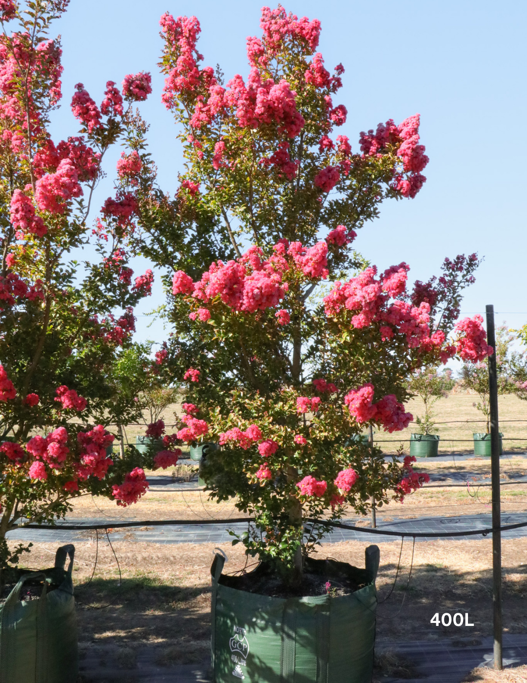 Lagerstroemia indica 'Tuscarora' - Dark Pink Crepe Myrtle - Evergreen Trees Direct