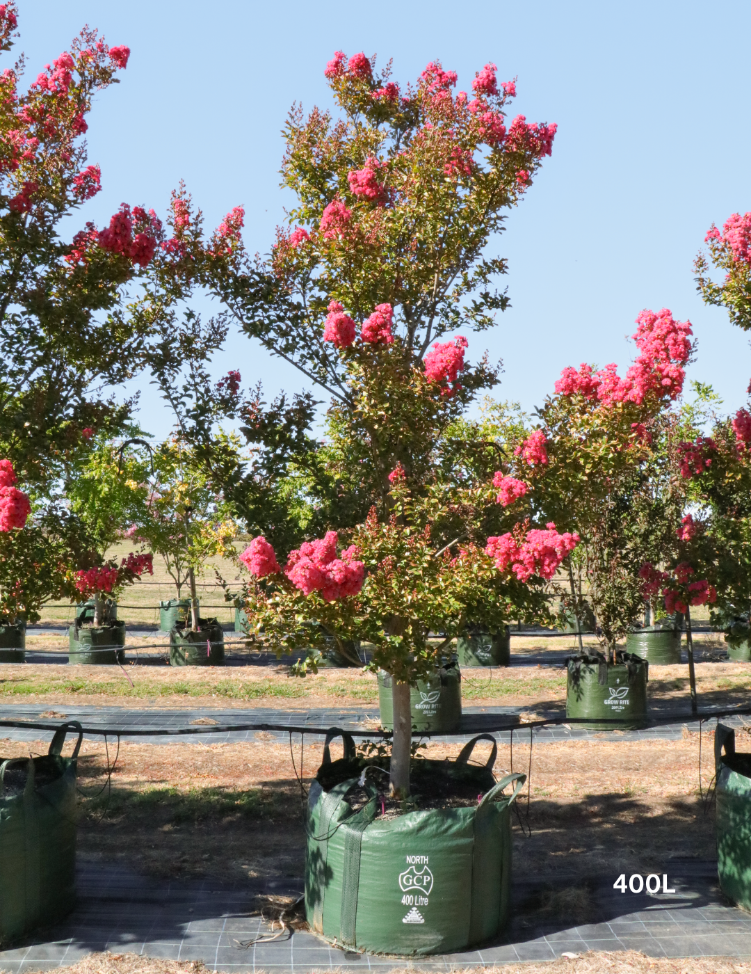 Lagerstroemia indica 'Tuscarora' - Dark Pink Crepe Myrtle - Evergreen Trees Direct