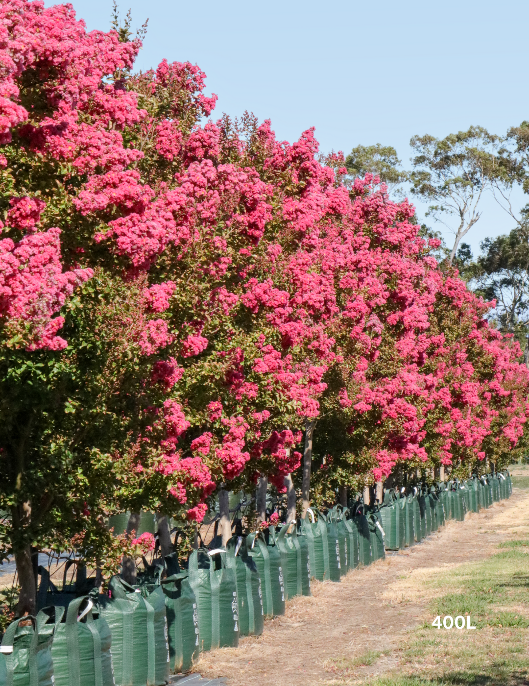 Lagerstroemia indica 'Tuscarora' - Dark Pink Crepe Myrtle - Evergreen Trees Direct