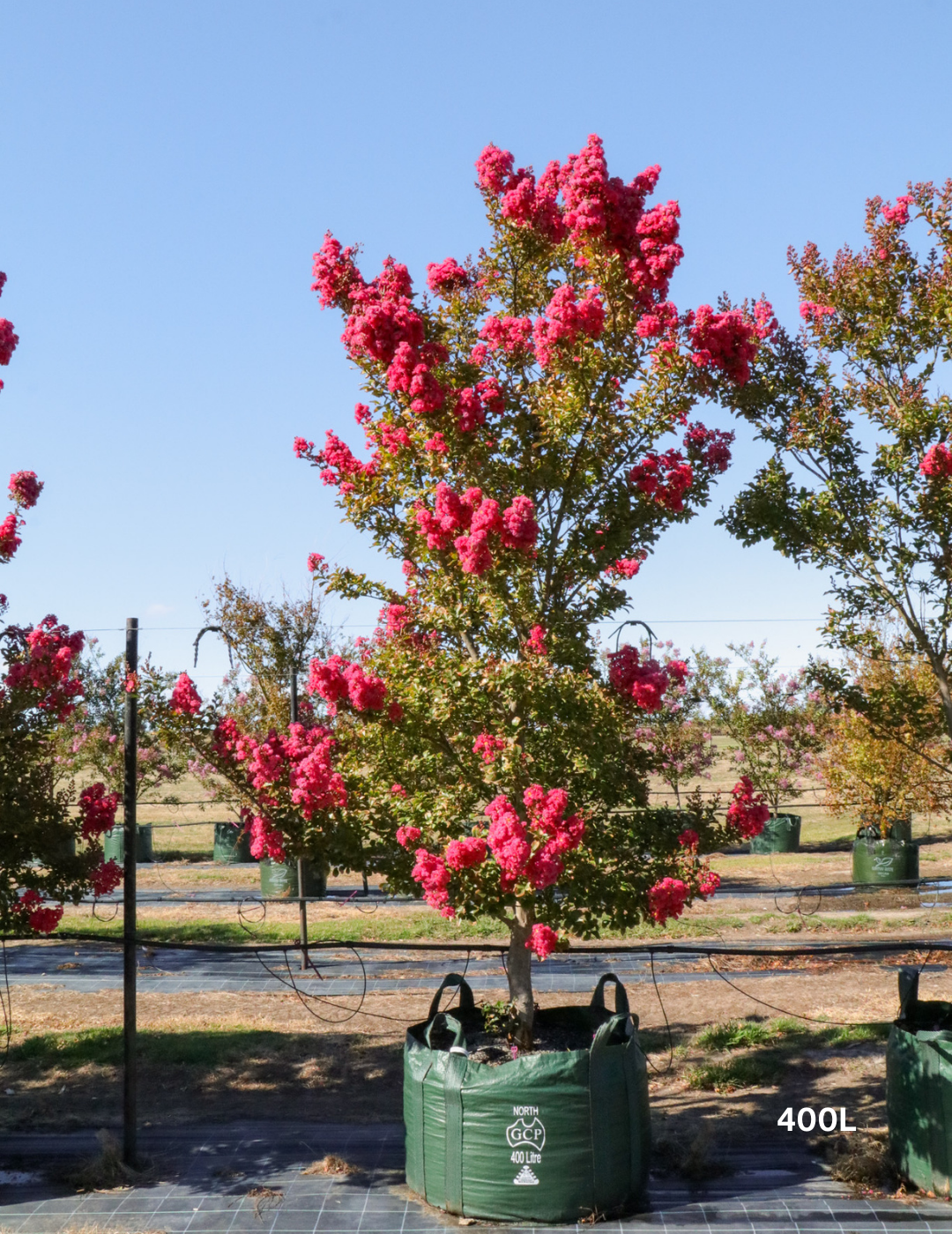 Lagerstroemia indica 'Tuscarora' - Dark Pink Crepe Myrtle - Evergreen Trees Direct