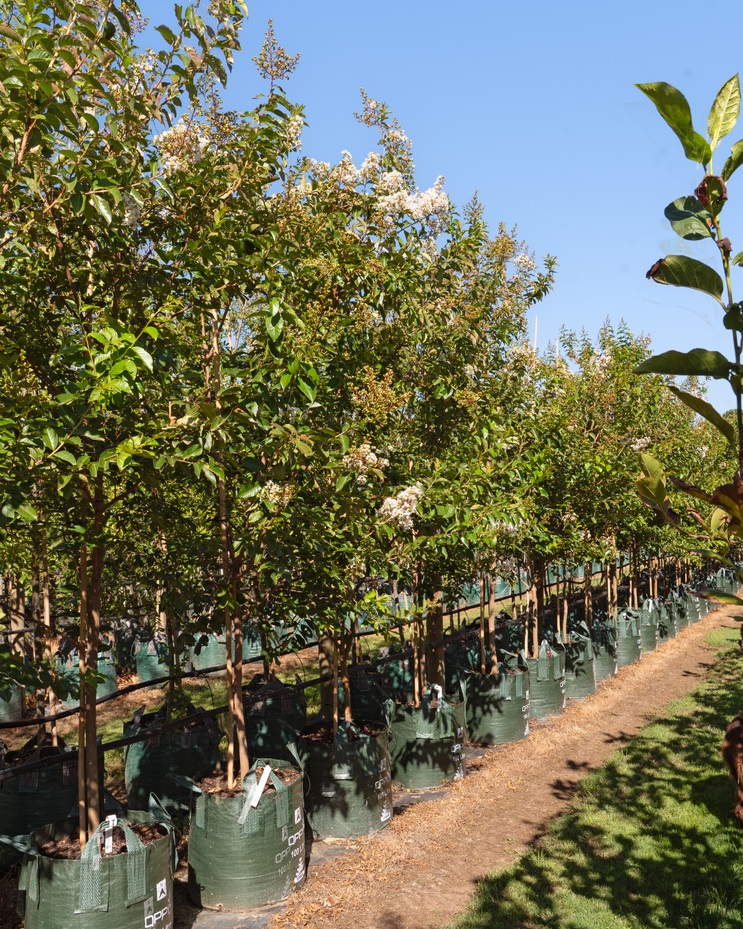 Lagerstroemia indica 'Natchez' White Crepe Myrtle