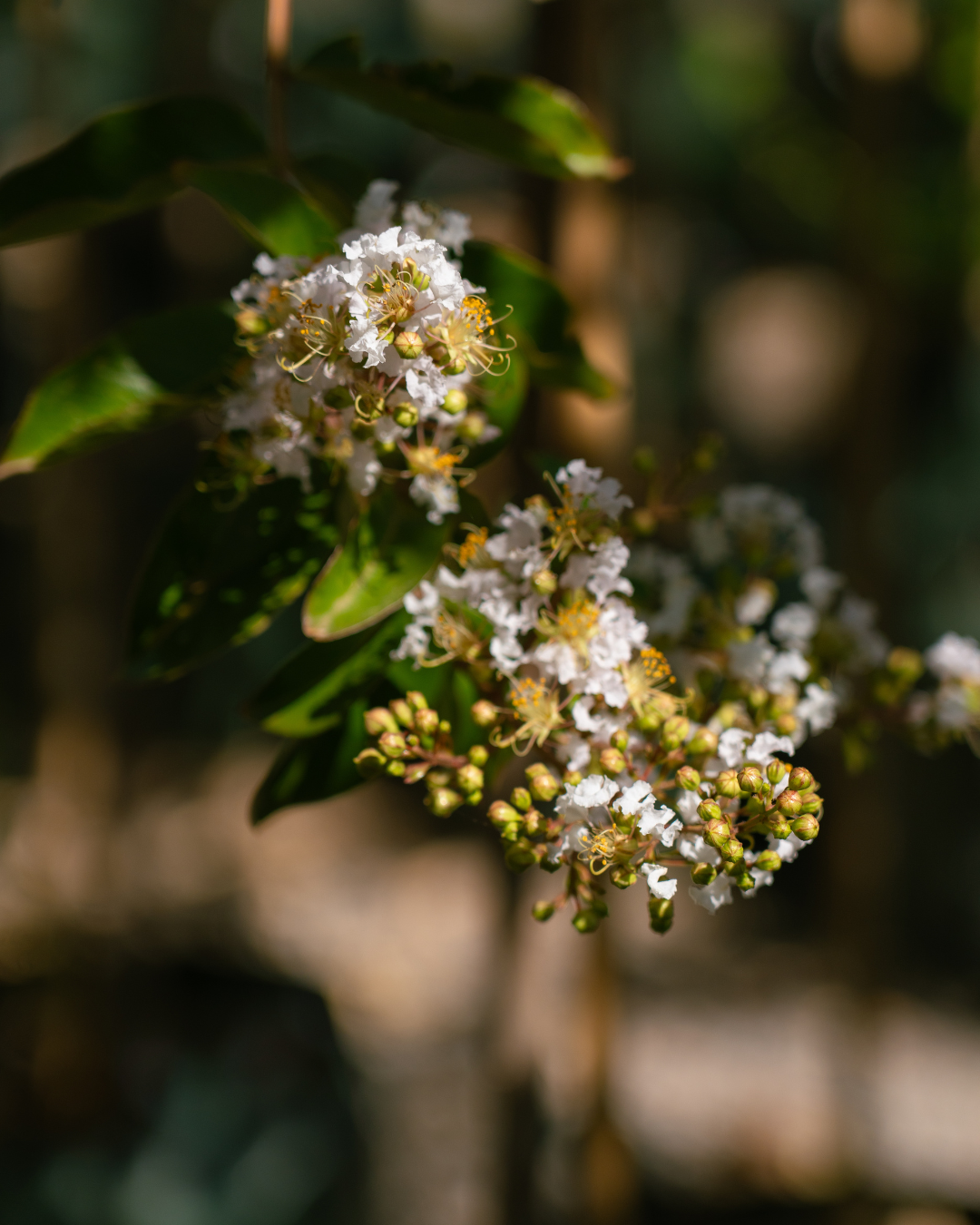 Lagerstroemia indica 'Natchez' White Crepe Myrtle