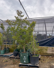 Lagerstroemia indica 'Sioux' - Fuchsia Pink Crepe Myrtle - DECEMBER SALE