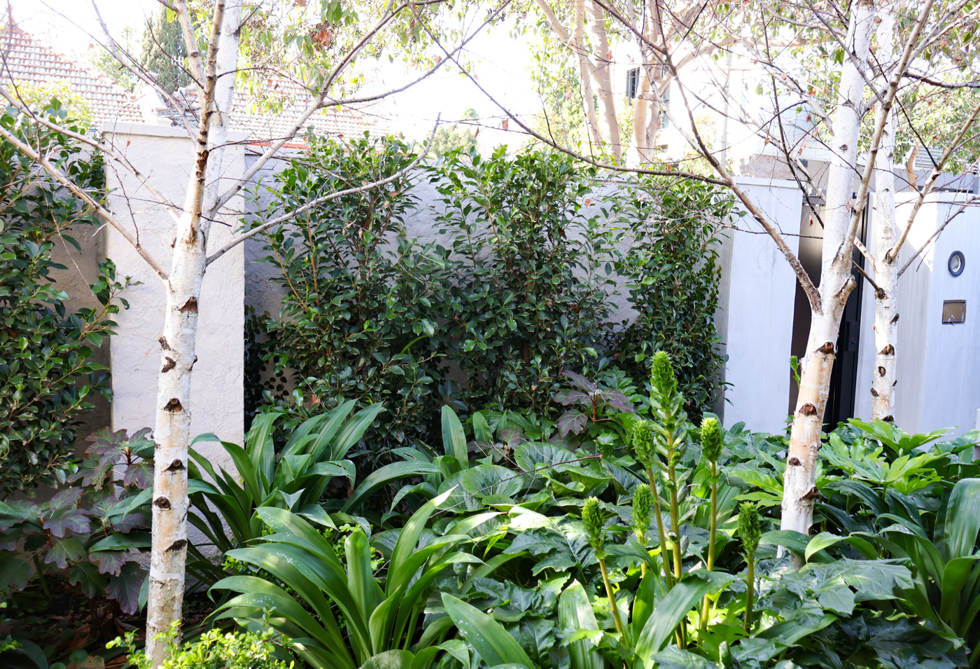 Ficus hillii 'Flash'