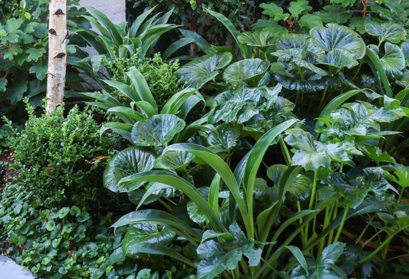 Laurus nobilis