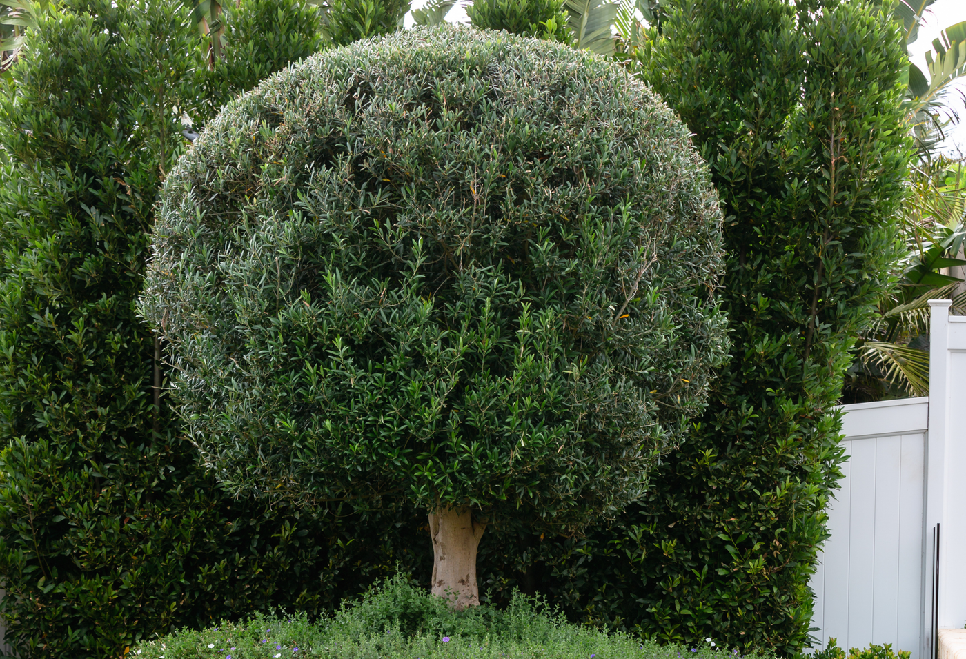 Laurus nobilis 'Miles Choice'